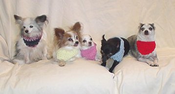 Dog Bandana Crochet Pattern