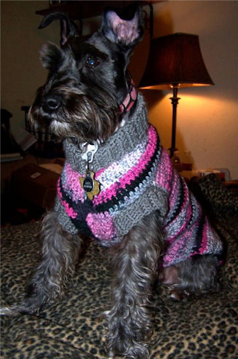 Dog Sweater - Crochet N More