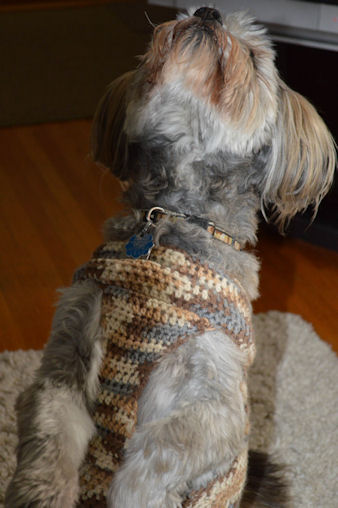 Crochet Dog Sweater Picture - Pepper