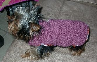 Sweet Pea in her Dog Sweater
